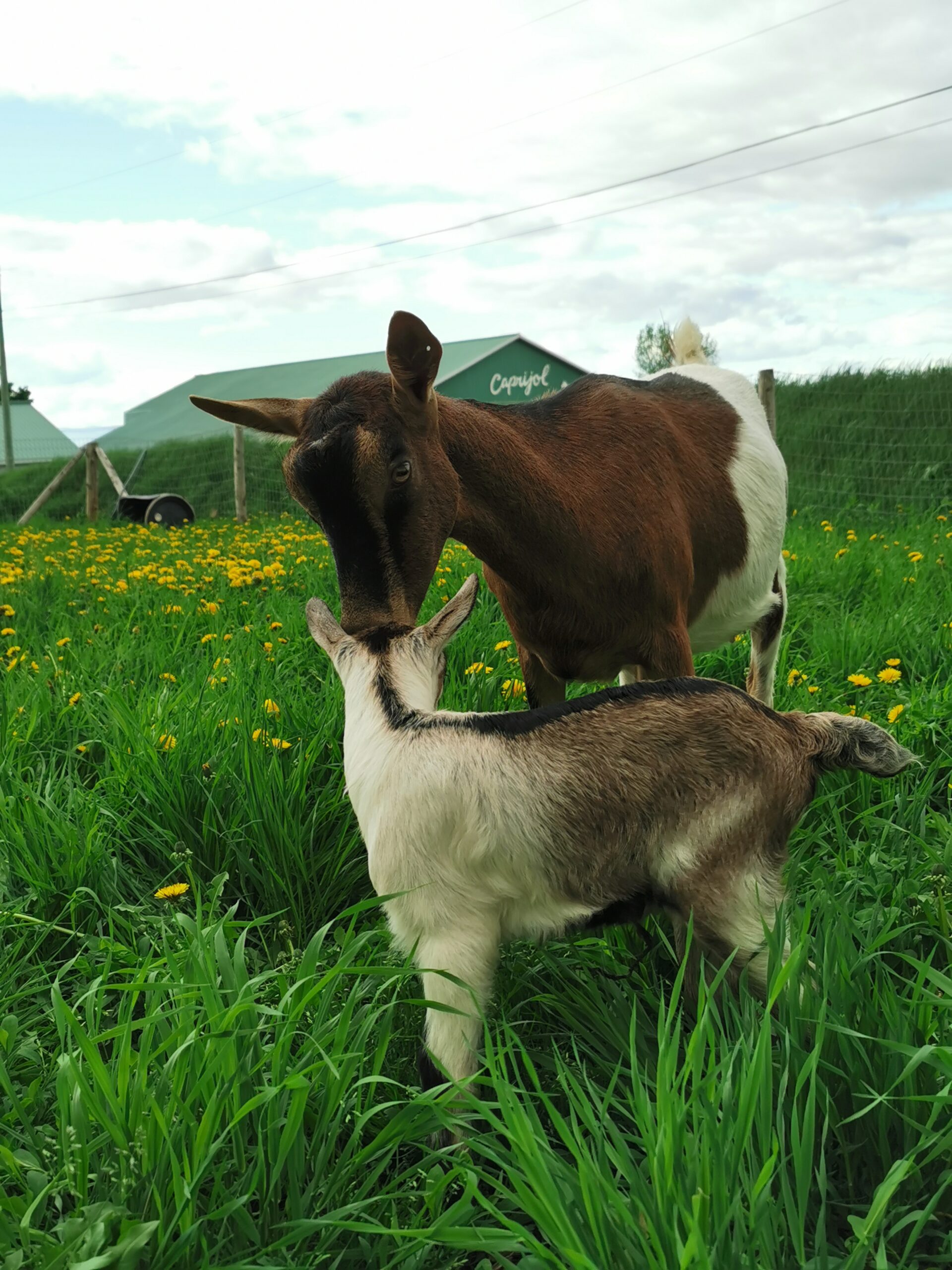 Mère chèvre et son chevreau